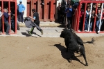 Xilxes inicia Sant Vicent con un encierro limpio, pero un hombre de 80 años herido de  toro por la tarde