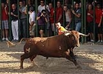 Astados de Las Monjas para el primer encierro de toros cerriles de Burriana