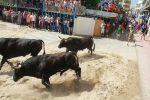 El segundo encierro de toros cerriles de Burriana se desarrolla sin incidentes