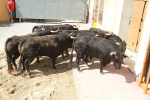 El segundo encierro de toros cerriles de Burriana se desarrolla sin incidentes