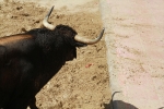 El segundo encierro de toros cerriles de Burriana se desarrolla sin incidentes