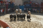 El segundo encierro de toros cerriles de Burriana se desarrolla sin incidentes