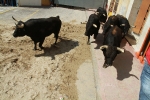 El segundo encierro de toros cerriles de Burriana se desarrolla sin incidentes