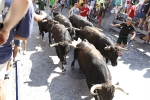 El segundo encierro de toros cerriles de Burriana se desarrolla sin incidentes