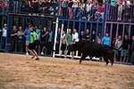 Nules abre el capítulo taurino de las fiestas de la Soledad