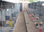 La Guardia Civil detiene a cinco personas por robo en una explotación ganadera de gallos de pura sangre en San Juan de Moró