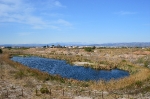 Un roget visita les llacunes artificials d'Almassora en l'entorn del Paisatge protegit de la desembocadura del Millars
