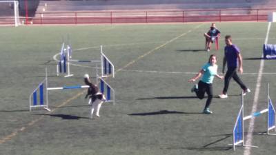 Cabanes acull una nombrosa demostració d’Agility de la mà de l’agrupació Agility
