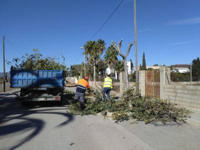 Xilxes trabaja en la poda de los árboles del casco urbano y del núcleo marítimo