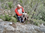 Encuentran un águila perdicera, una de las aves más amenazadas, muerta por disparos en la comarca del Alto Mijares 
