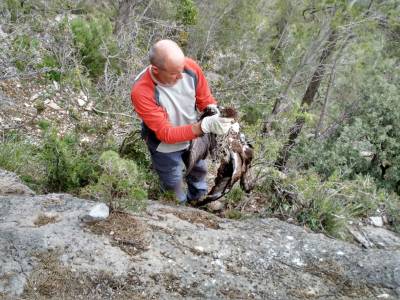 Encuentran un águila perdicera, una de las aves más amenazadas, muerta por disparos en la comarca del Alto Mijares