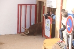 La Vall inicia las exhibiciones taurinas de Sant Vicent con mucho ambiente y grandes toros