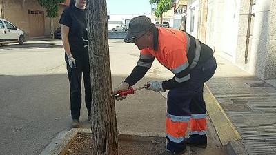 Nules utilitza una nova tècnica per a tractar plagues en els arbres