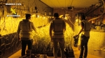 La Guardia Civil incauta en dos operaciones 1.240 plantas de marihuana en Torreblanca, Culla y Albocácer 