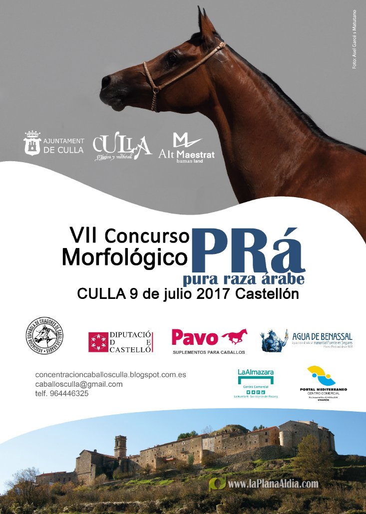 GALERÍA FOTOGRÁFICA - La Plana al Dia - Los mejores caballos de raza árabe  volverán a lucirse en Culla.