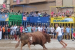 13 toros cerriles sin encierro en las Fiestas del Cristo de l'Alcora 2017