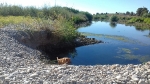 La guardería rural del Consorcio río Mijares recuerda la prohibición de llevar perros sueltos por los lugares más sensibles del Paisaje Protegido