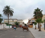 Comienzan las vaquillas por las calles de la Playa Casablanca de Almenara