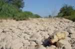 Empiezan a morir los primeros peces en la desembocadura del Mijares