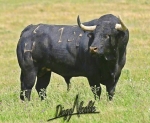 Burriana exhibirá 15 toros en la Misericòrdia