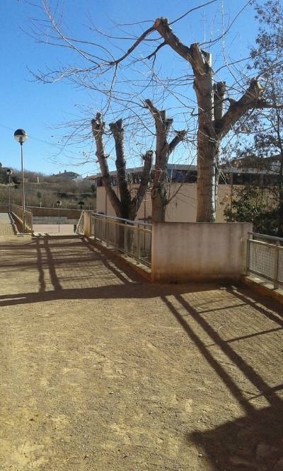 Benassal poda els arbres del col·legi