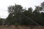 Vilafranca tala las barras de pino para la barraca de Sant Antoni