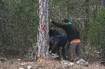 Vilafranca tala las barras de pino para la barraca de Sant Antoni