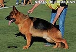 El criadero de perros pastor alemán Jibor-Can de los mejores del mundo