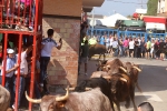 El ex alcalde de Geldo, herido en el encierro de toros cerriles de Les Alqueries