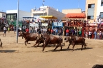 El ex alcalde de Geldo, herido en el encierro de toros cerriles de Les Alqueries