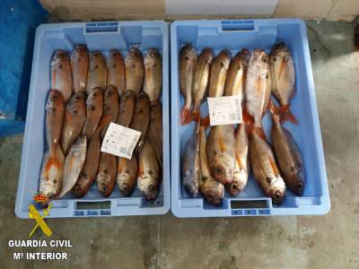 La Guardia Civil incauta 13 kilogramos de Besugo inmaduro en el Puerto de Castelló
