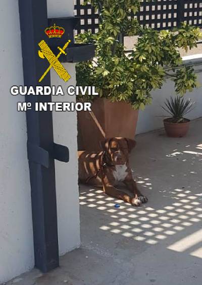 La Guardia Civil investiga a dos personas por un supuesto delito de abandono de animal domestico das despus de ser adoptado en La Vilavella 