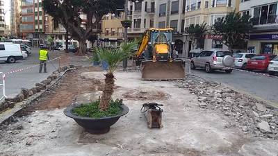 El Ayuntamiento plantar un pino en El Pla