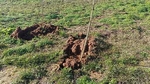 Borriana finaliza la plantación de hasta 200 olmos resistentes a la grafiosis en el Clot de la Mare de Déu