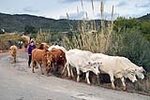 El ganado pisa el Prat de Cabanes-Torreblanca por primera vez en 25 años
