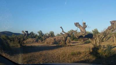 Terres de Cruïlla reclama la protecció del patrimoni arbori català al mateix nivell que el valencià
