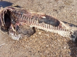 Apareix un defí mort a la platja de Torre la Sal de Cabanes