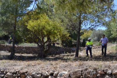 Las brigadas de limpieza forestal actúan en la Vall d'Uixó para evitar el riesgo de incendios