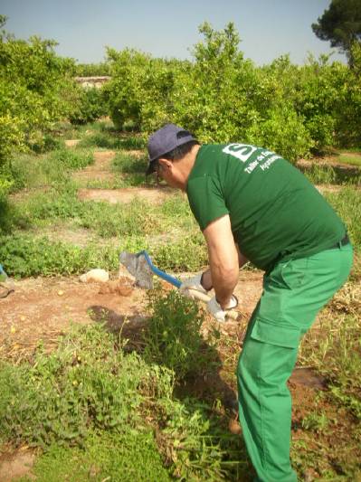Els alumnes del taller d'ocupació de Nules III de fructicultura comencen la formació práctica