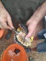 Torreblanca inicia un taller ambiental de tortugas en El Prat para el control de la población autóctona e invasora 