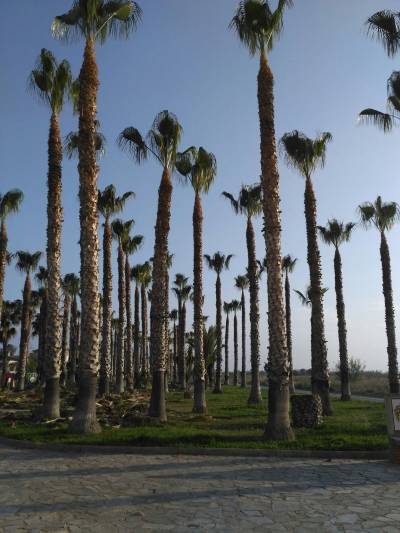 Xilxes saneará un total de 244 palmeras en el núcleo marítimo