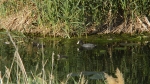 El Consorci riu Millars demana no practicar la pesca al Paisatge Protegit durant la reproducció de les aus