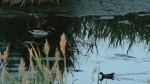 El Consorci riu Millars demana no practicar la pesca al Paisatge Protegit durant la reproducció de les aus