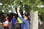 Una asesoría técnica garantizará el cuidado de los árboles monumentales en las obras de Enrique Gimeno
