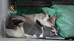 La Guardia Civil interviene 397 perros de raza en un centro de cría ilegal cuyo responsable comercializaba con documentación falsificada y sin control veterinario  