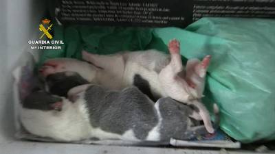 La Guardia Civil interviene 397 perros de raza en un centro de cría ilegal cuyo responsable comercializaba con documentación falsificada y sin control veterinario