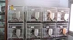 La Guardia Civil interviene 397 perros de raza en un centro de cría ilegal cuyo responsable comercializaba con documentación falsificada y sin control veterinario  