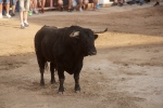 Expectación con el toro del día de Sant Jaume