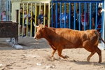 Tírig posa el punt i final a nou dies de festes participatives i multitudinàries