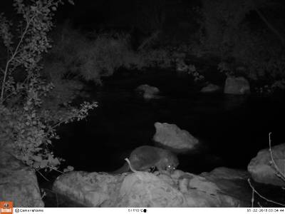 Nuevas imágenes de nutrias demuestran su presencia asidua en el tramo alto del Paisaje Protegido del Mijares